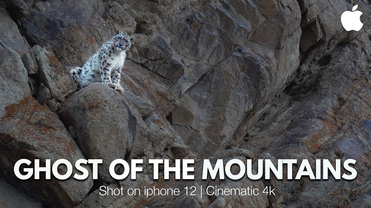 The Ghost of Mountains | Snow Leopard in Ladakh | Shot on Iphone 12 Pro | Ladakh Cinematic Film