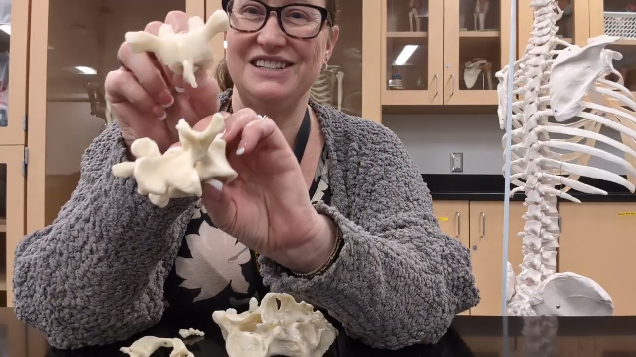 Анатомическая лаборатория, версия 2.0, Раздел 1: Кости позвоночного столба