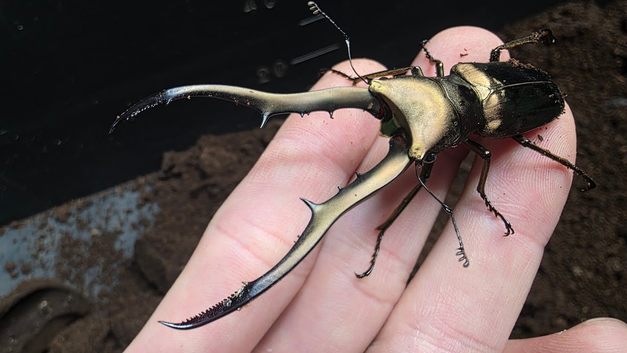運ぶ金属の名を持つクワガタが大量に羽化してきました