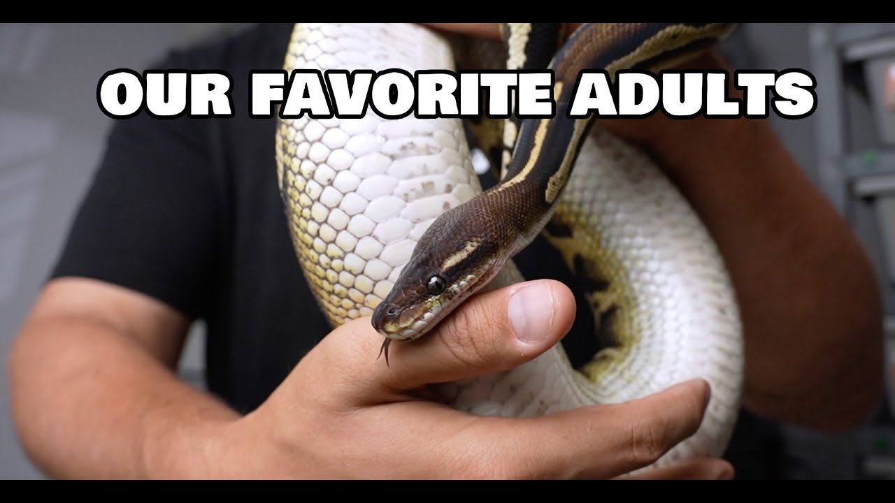 our FAVORITE adult ball pythons