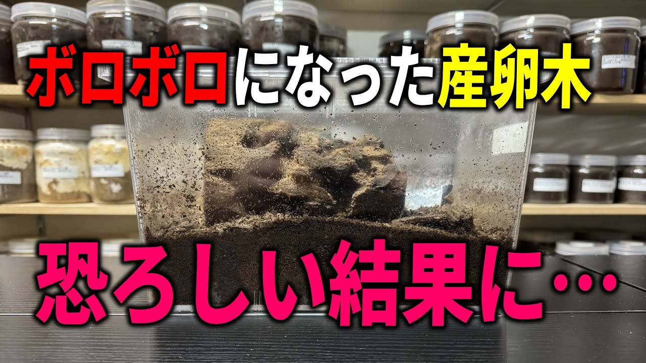 クワガタにボロボロにされた産卵木…負の連鎖から脱出できたのか！？