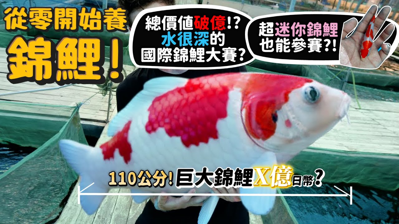 【從零開始養】冠軍錦鯉!110公分?史上最貴巨大錦鯉價值X億日幣?錦鯉居然吃三色豆?冠軍長怎樣?日本的愛情魚?【許伯簡芝】