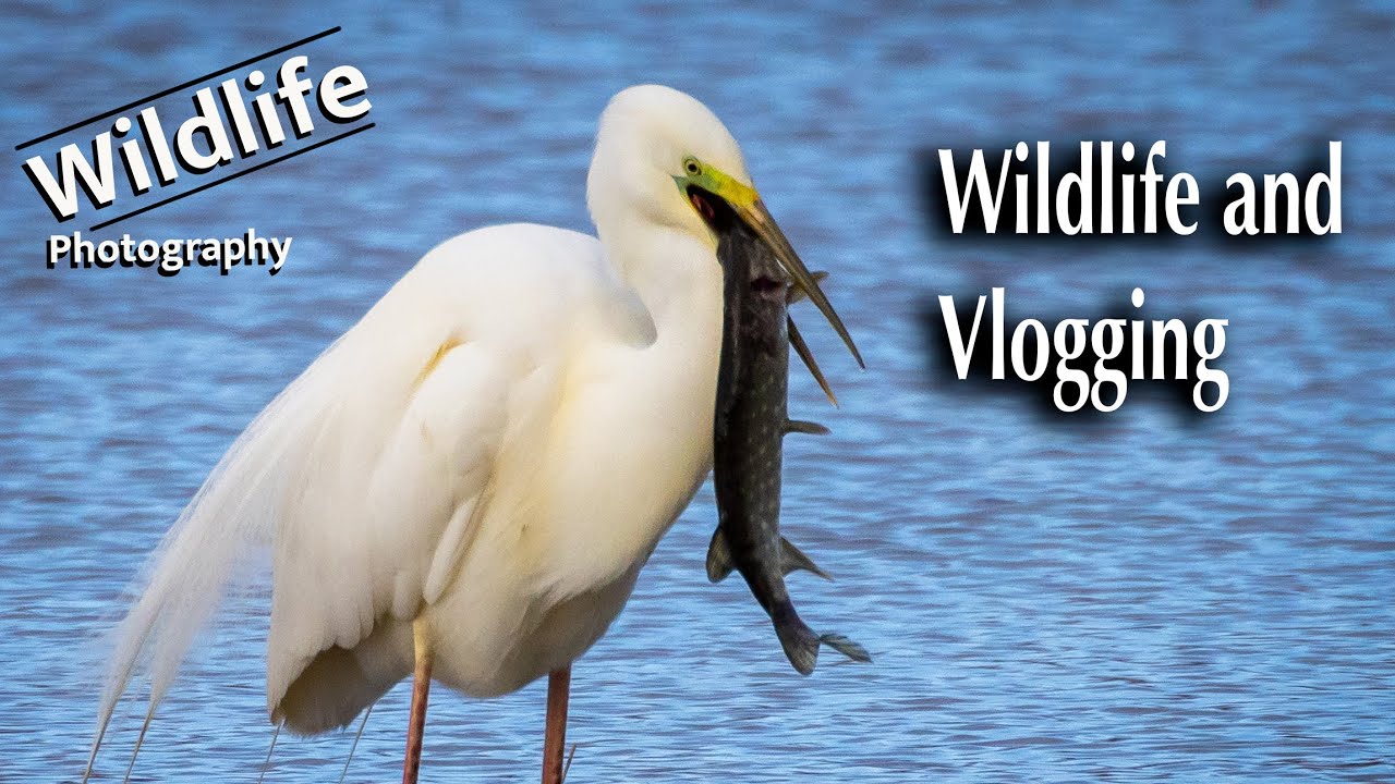 Beyond the Lens: Behind the Scenes of UK Wildlife Photography (DJI Osmo Pocket 3)