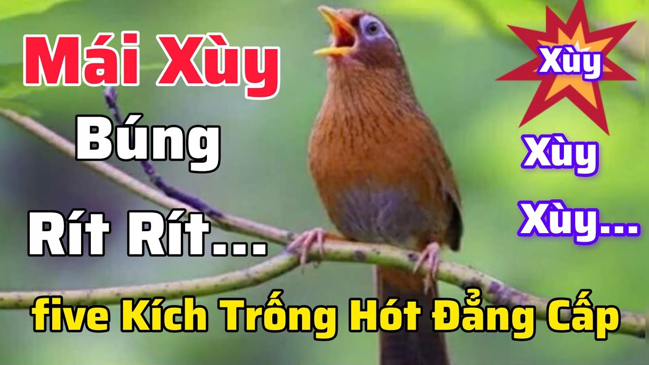 Mái Xùy Dâm Búng cánh Rên Rỉ Đẳng Cấp Kích Trống Mộc Cũng Phải Hót #hoamihothay 
