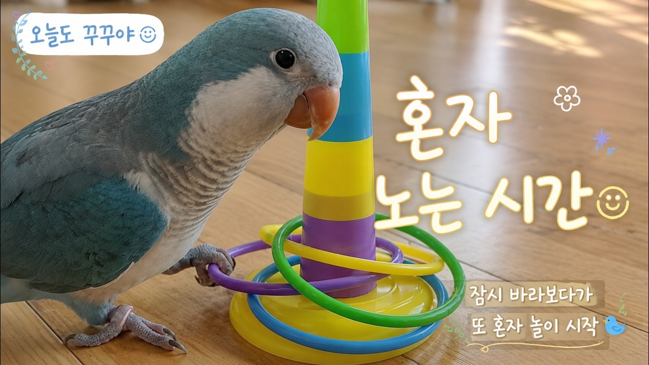 혼자노는 시간🦜