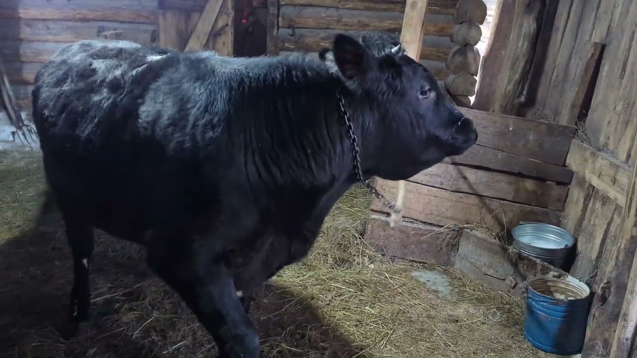 Курицы вышли погулять.