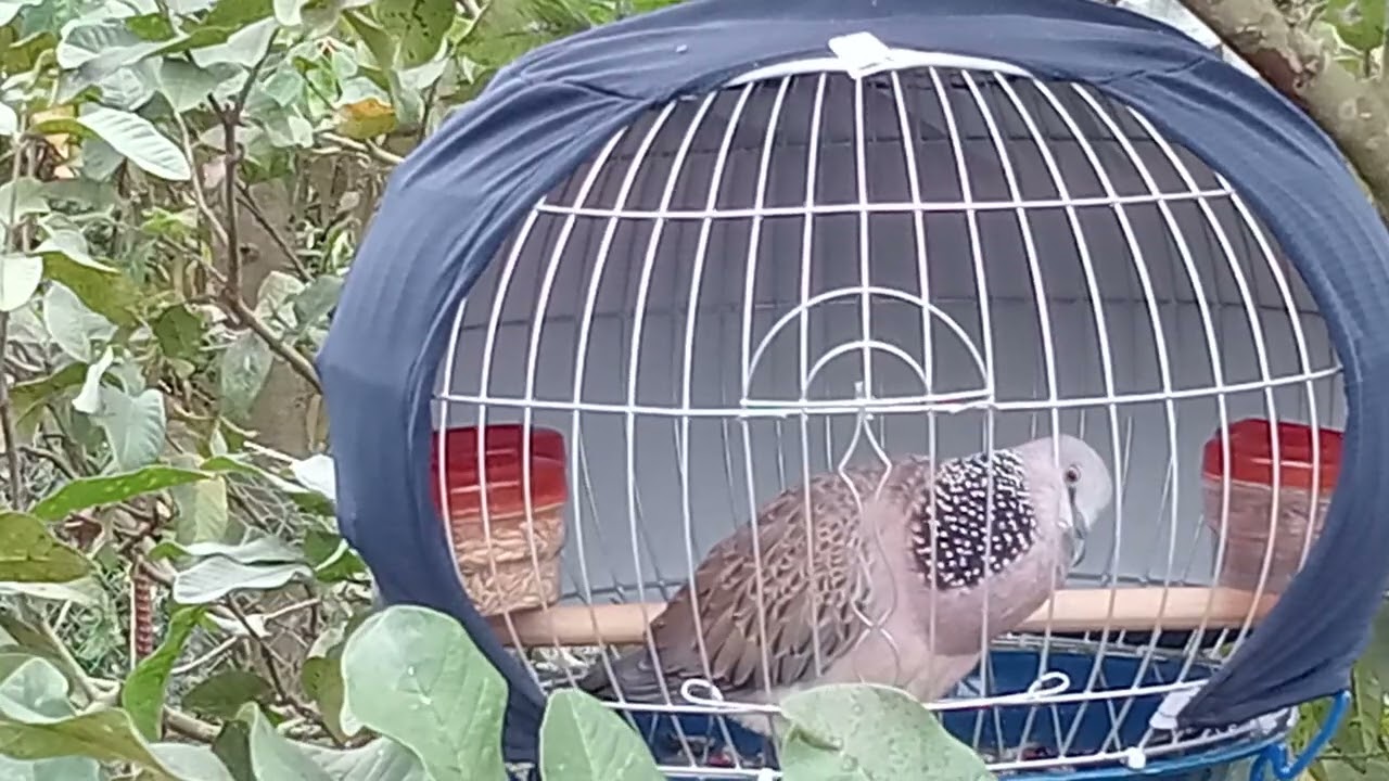 Đồng bộ đẹp, lớn tiếng 