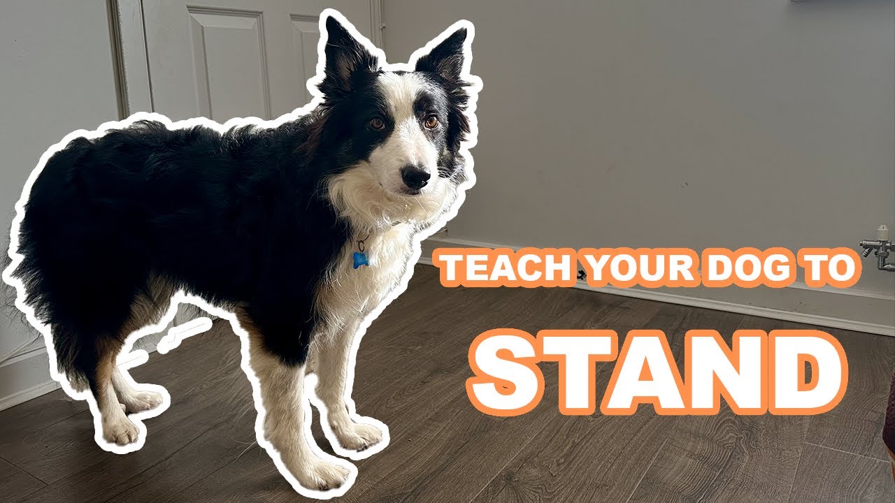 Teach your dog the STAND command in 5 SIMPLE STEPS!