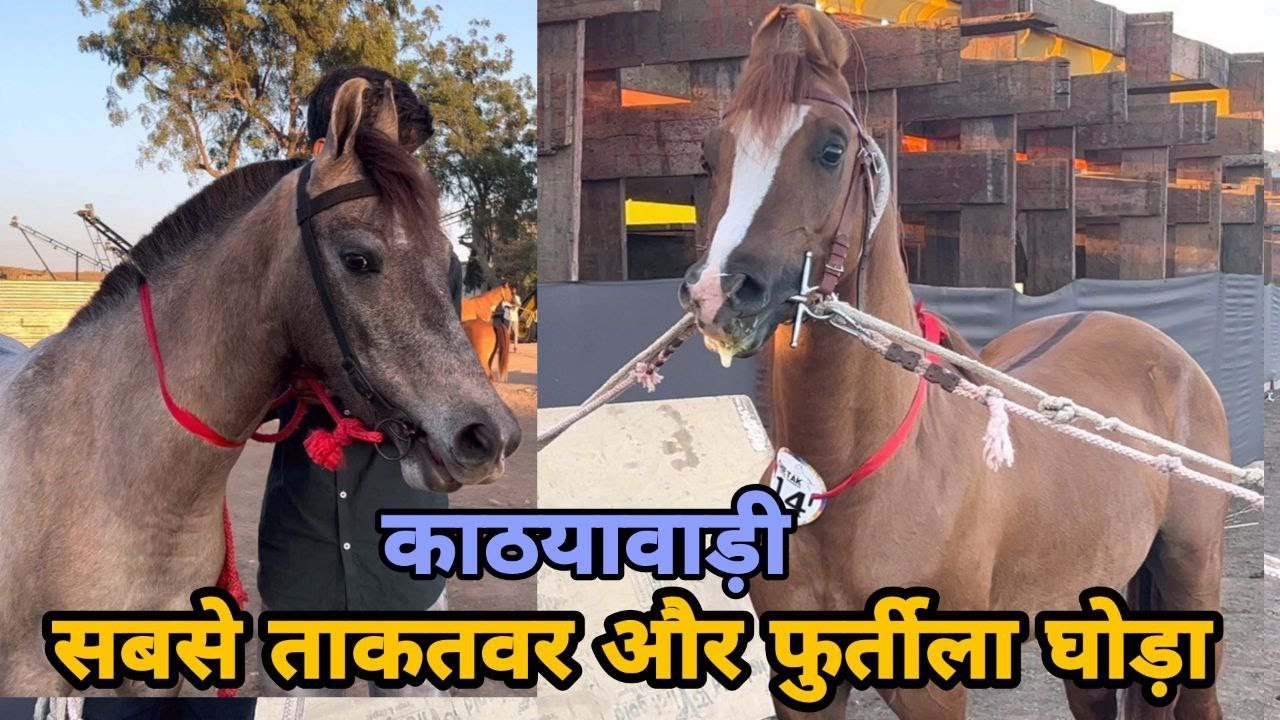 देखिए काठियावाड़ी नस्ल के ये घोड़े कितने ख़ूबसूरत लगते है॥Chetak Festival
