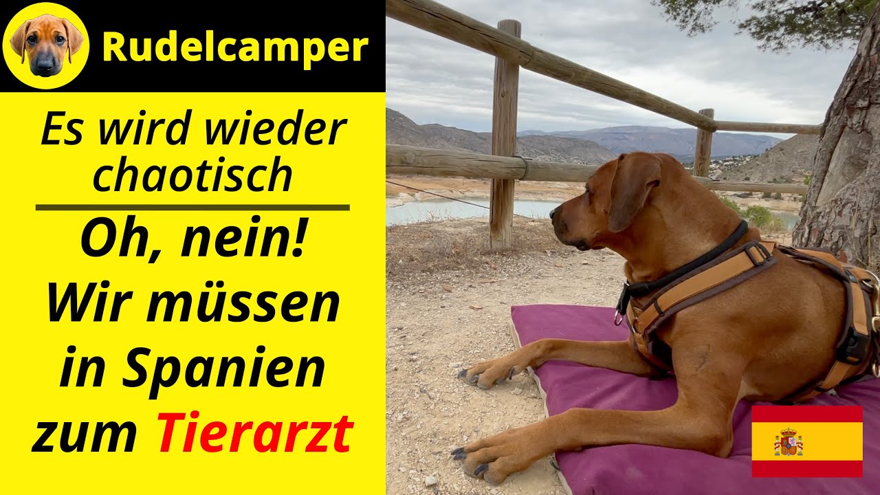 WIEDER CHAOTISCH: Wir müssen in Spanien zum Tierarzt - Wohnmobil - Vanlife - Überwintern - 069