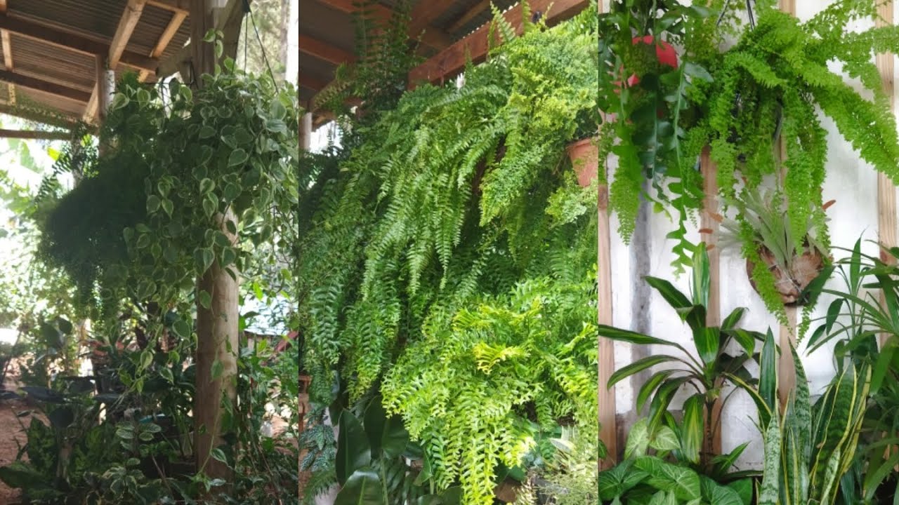 #Venham ver Minha Varanda  que Virou uma Florestinha 🪴🌱 com plantas lindas 🥀🌾