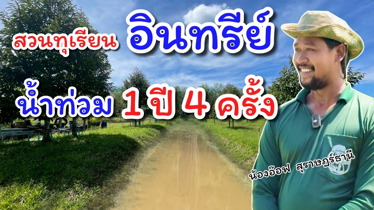 สวนทุเรียนอินทรีย์ น้องอ๊อฟ น้ำท่วม 1 ปี 4 ครั้ง ไหวหรือ ?? // อ.กริช 097-2475525