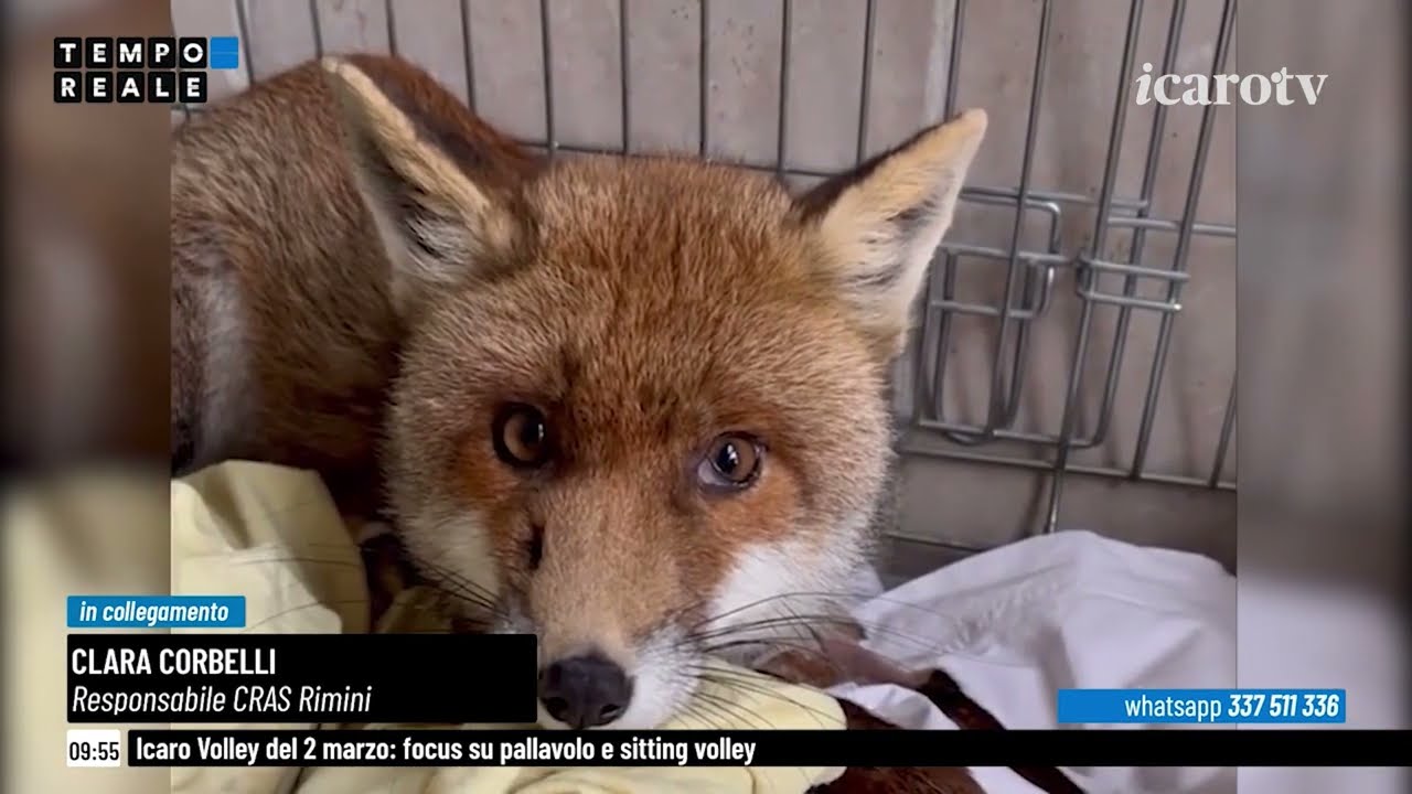 Centro Recupero Animali Selvatici: intervista a Clara Corbelli. Incontro sul lupo e 