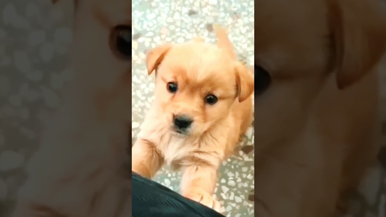🥰Cute baby ❤️#pappy #dog #4kvideo