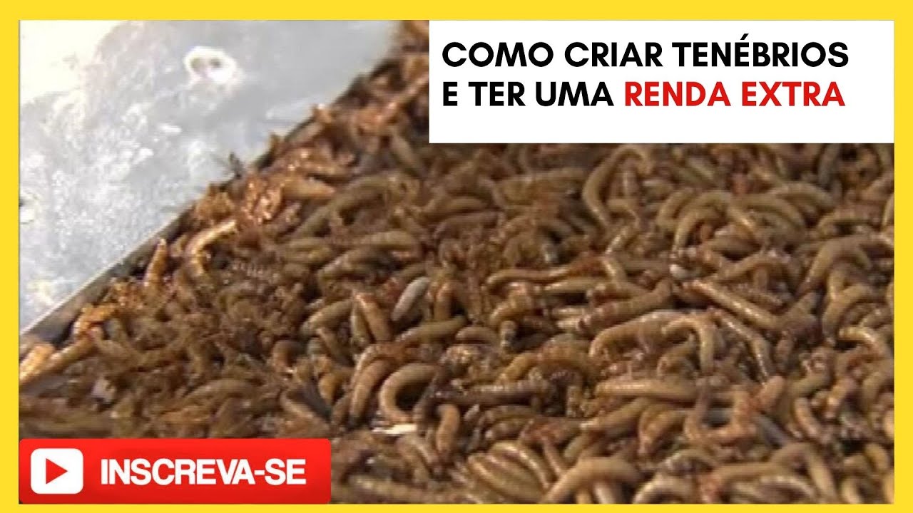 CRIAÇÃO DE TENÉBRIO ALIMENTO PARA PEIXES, AVES E REPTÉIS.