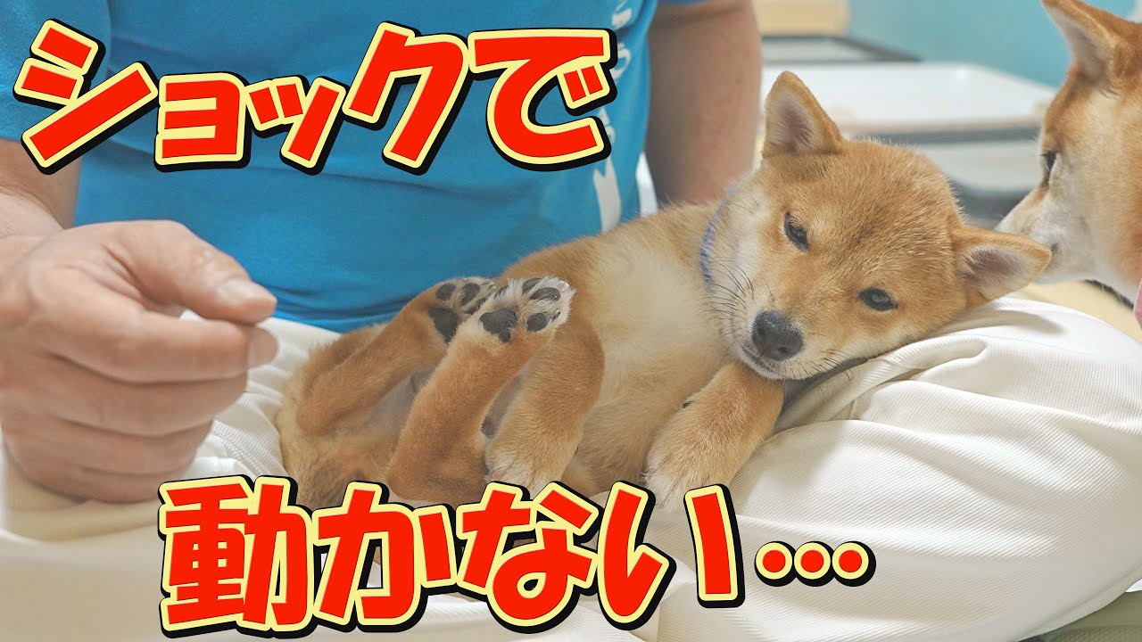 この日は柴犬と飼い主に、ショックなことが相次いで起こる一日でした・・・