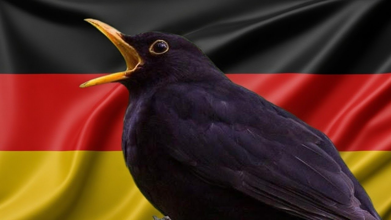 Amsel singt ihr Lied 🌞 Die Amsel: Bekannter melodischer Sänger