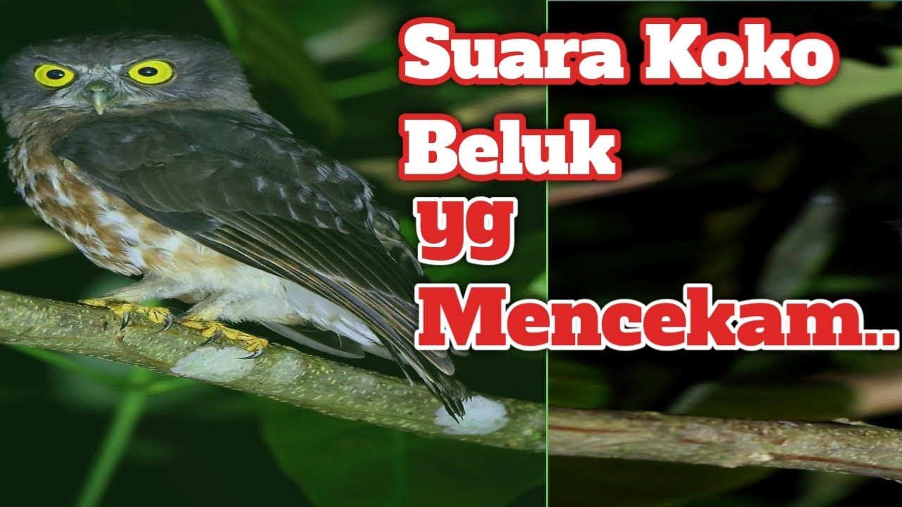 Suara Burung Hantu Koko Beluk