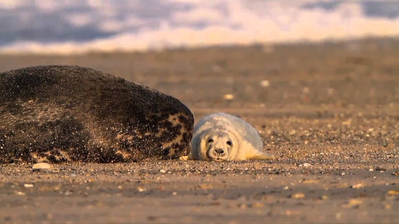 Kegelrobbe - Gray Seal - Halichoerus grypus