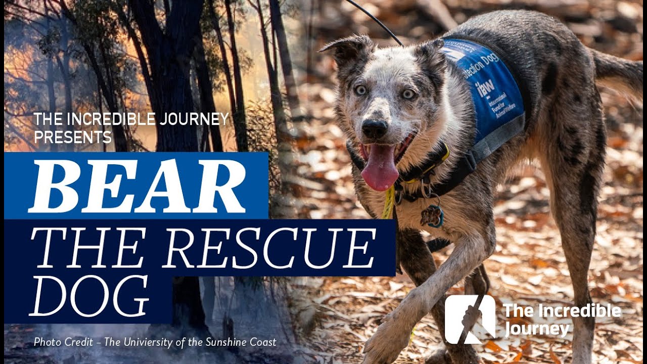 Meet Bear: The Heroic Koala Rescue Dog of the Devastating 2019-2020 Australian Bushfires