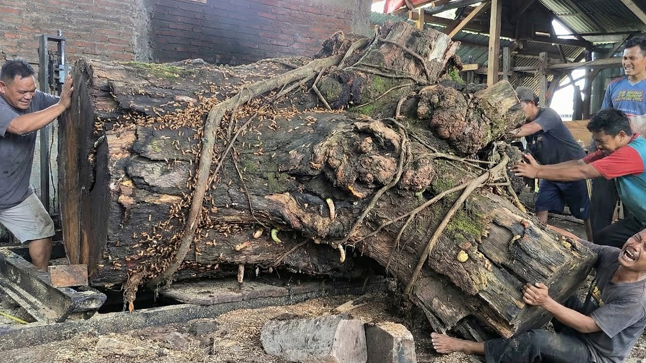 This tense moment in the process of splitting the giant rain tree, the tool is almost unable to do i