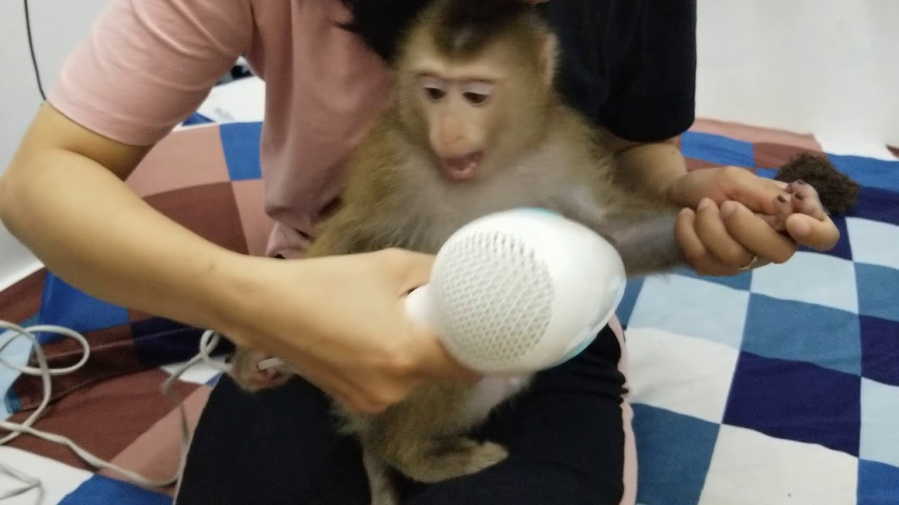 Monkey Baby Nui | Nui was frightened when she met the hair dryer
