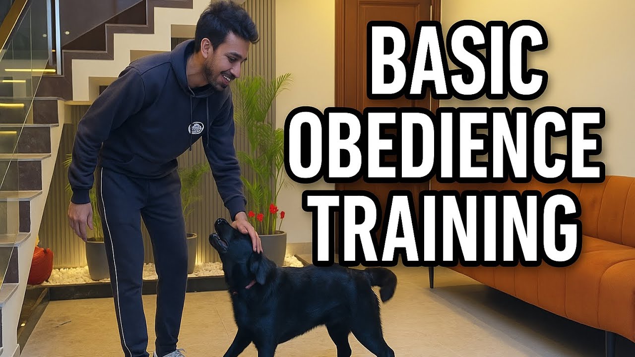 🐕LABRADOR🐕 obedience training program 