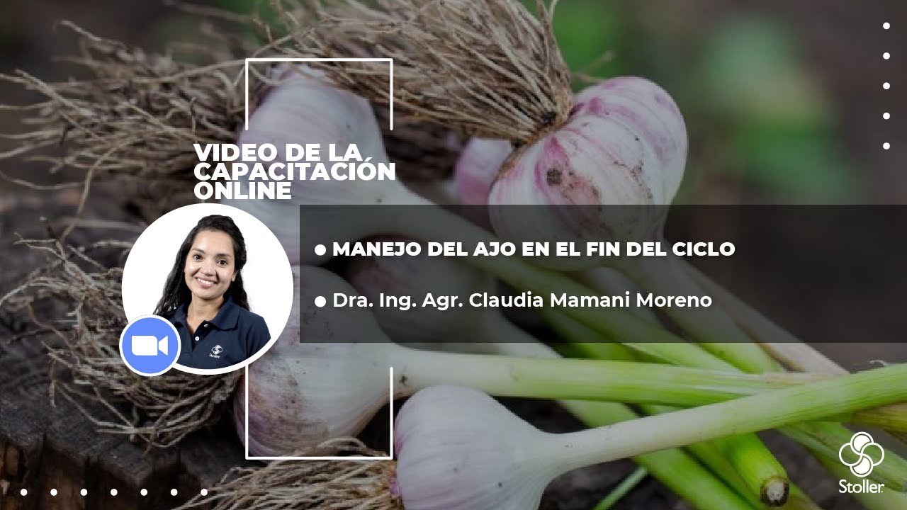 Manejo del Ajo en el Fin del Ciclo