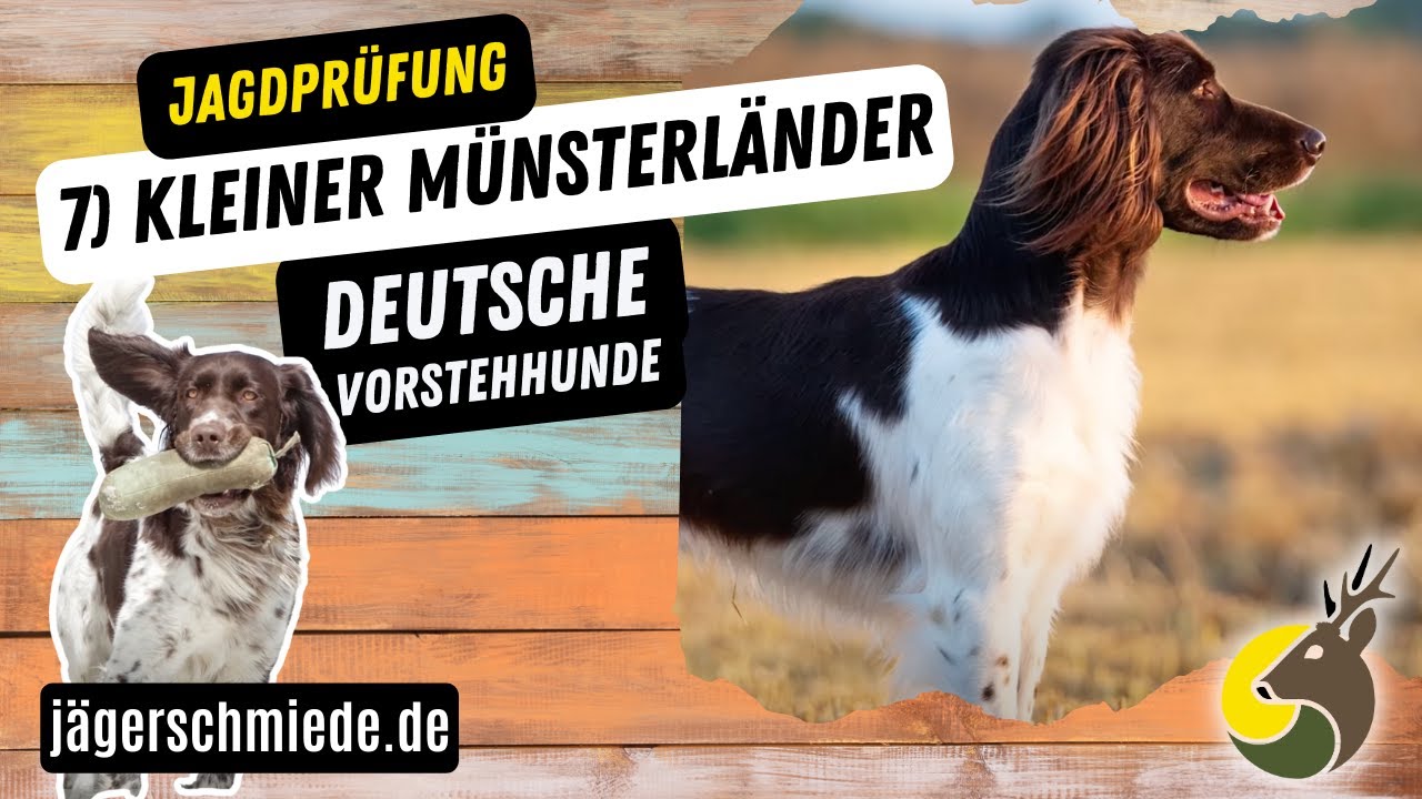 7) Kleiner Münsterländer (Deutsche Vorstehhunde) - 💡 Wissen für deine Jagdprüfung