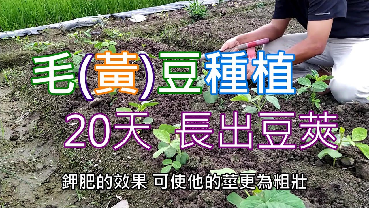[造園趣]16_1毛豆 黃豆種植 免棚架 20天就長出豆莢了/固氮作用 免氮肥/覆土添肥除溼又保濕/草木灰可行 但勿放未處理之生物炭/神木級甘蔗