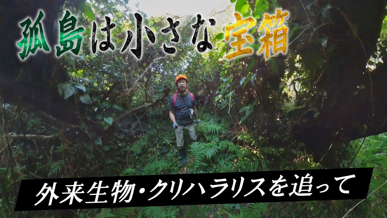 【外来生物】クリハラリスの拡大防げ　孤島は生命の宝箱…関あじ関さばの海に浮かぶ島で【大分・佐賀関】【テレメンタリー】