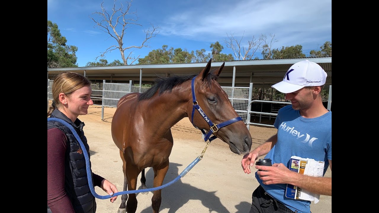 Zoustar x Mime - yearling filly