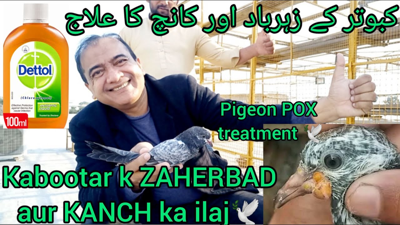 Kabootar k ZAHERBAD aur KANCH ka ilaj | Pigeon POX treatment | Pigeon POX medicine