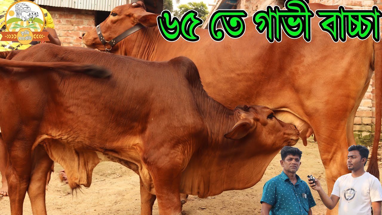 শুধু ৬৫ হাজার টাকাই বাচ্চাসহ দুধের গাভী । হাঁস মুরগী বিক্রি করার টাকাই আজ সব বড় বড় ষাঁড় বাচ্চা গাভী