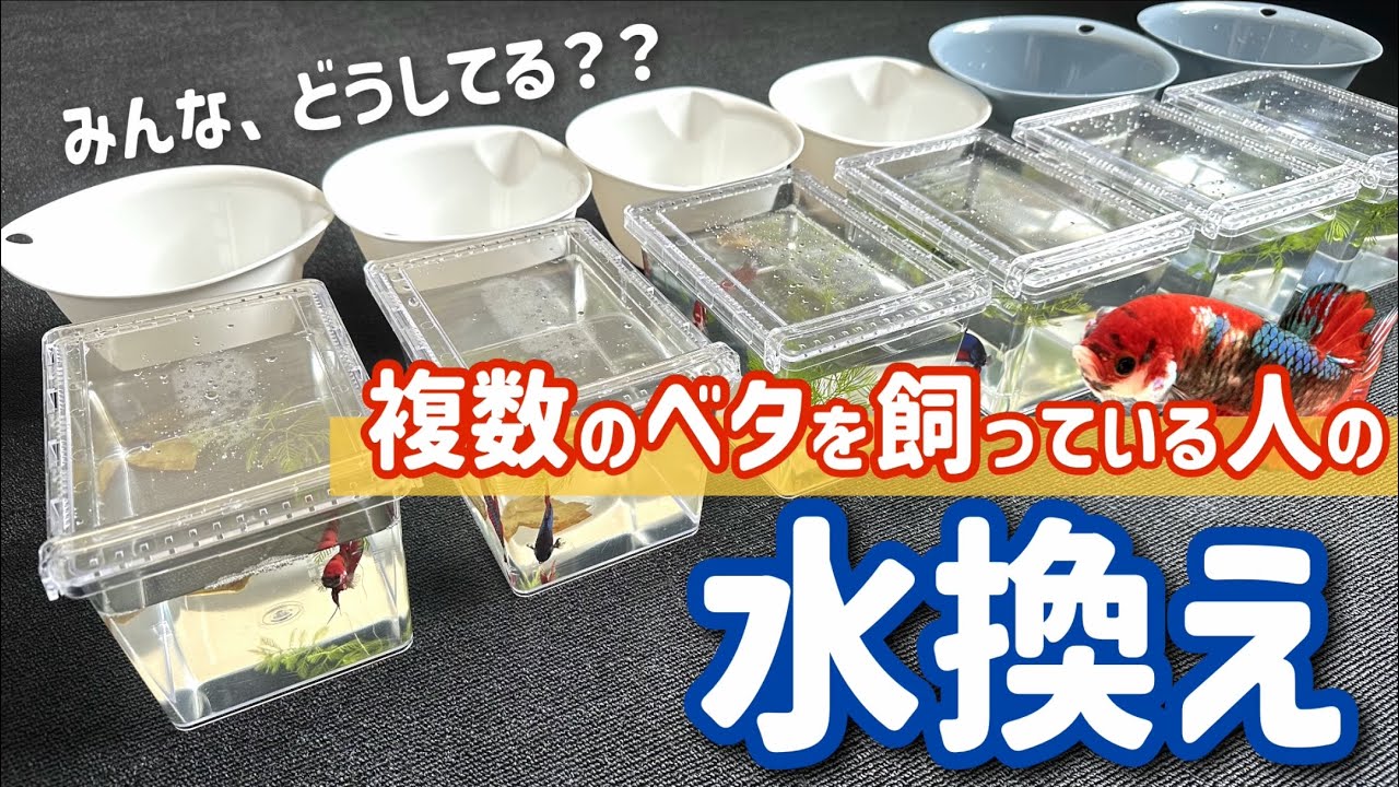私のいつもの「複数ベタ」水換え方法！プラケース飼育編。