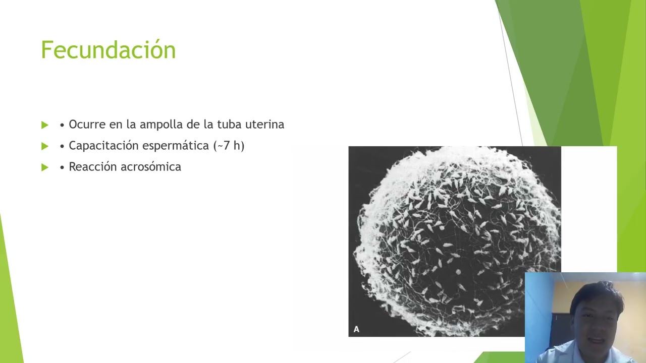 Capitulo 3, Langman Embriología Edición 14