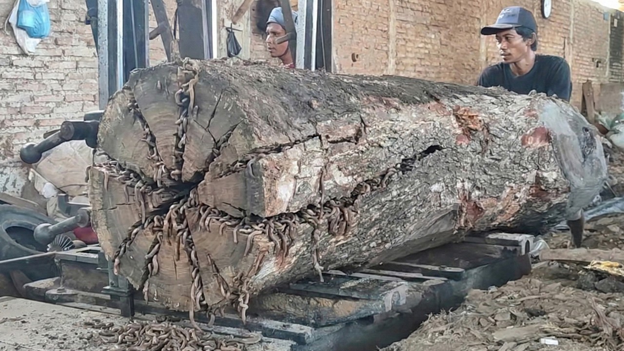 Trembesi & Real Sawmill Action &ndash; Full Process of Giant Timber