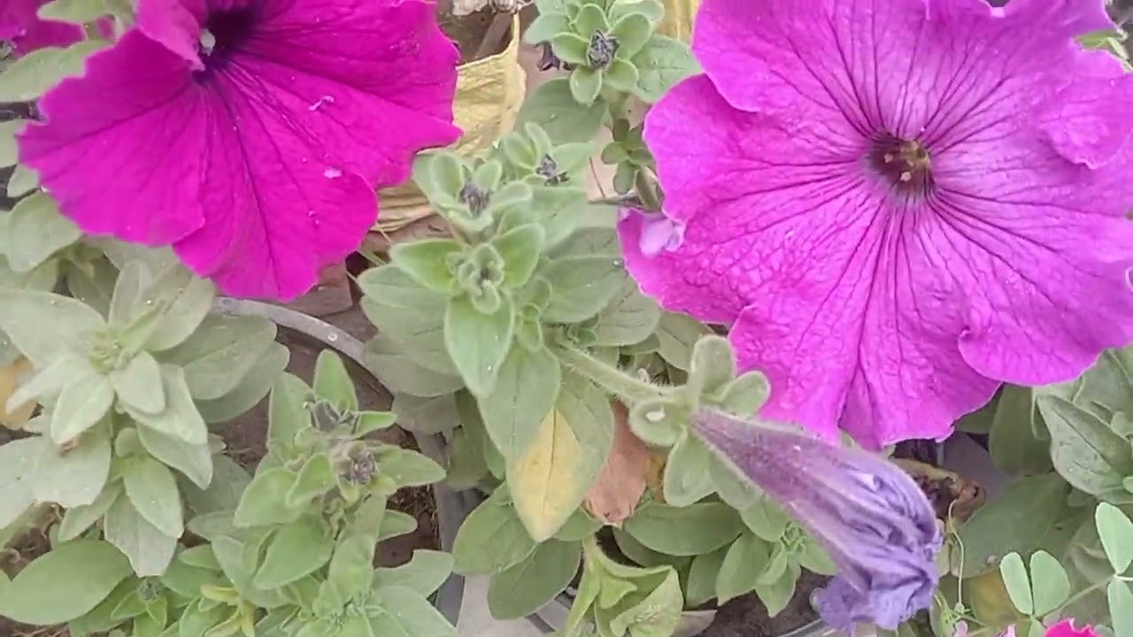Moss rose ko laga lena chahiye March Tak flowers ke liye (679)