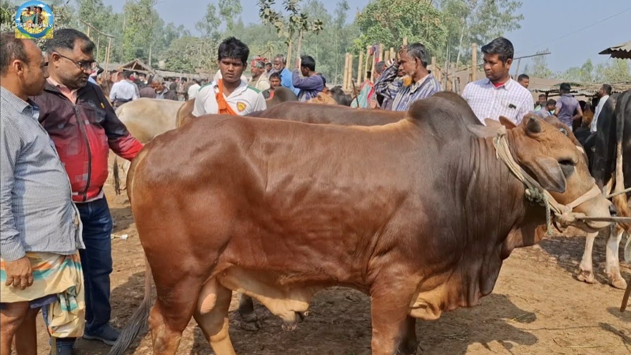 @ 6/2/2026|| তুহিন ভাই ঢাকার খামারীর জন্য কি দামে কুরবানির ষাঁড় গরু কিনলেন আমবাড়ী হাটে??