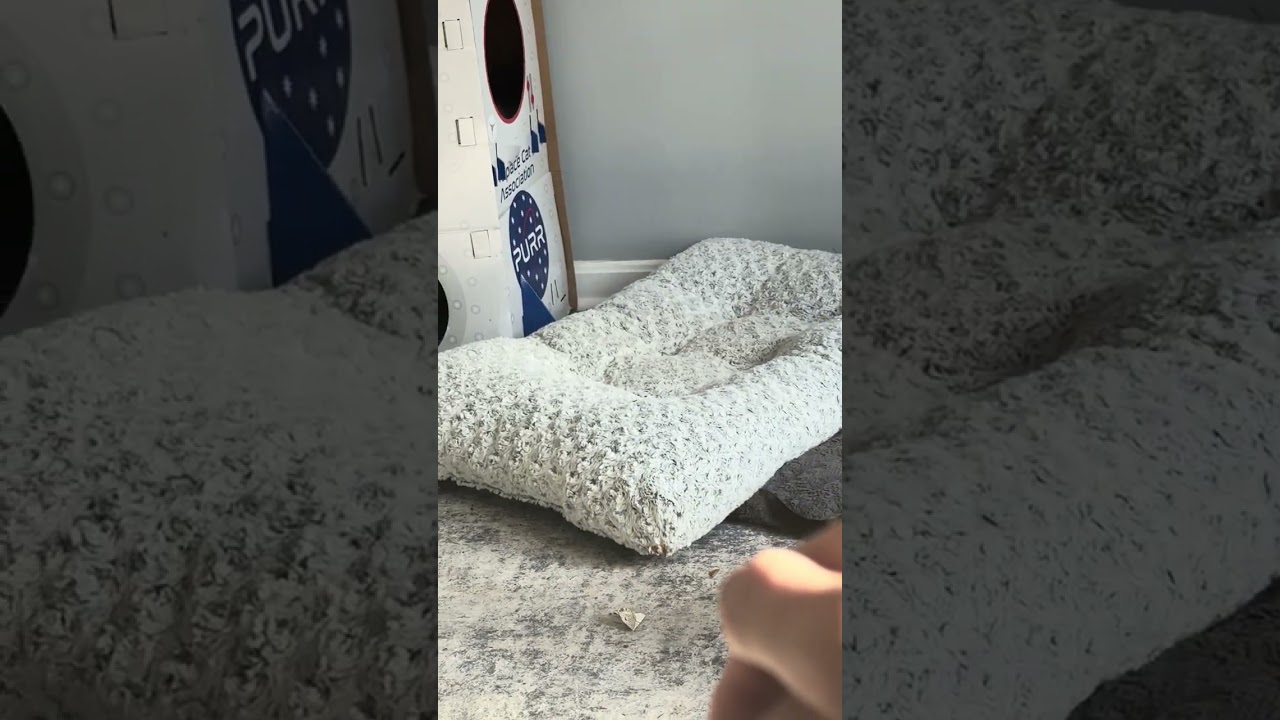 Kitten nail trimming with my brother and aunt 