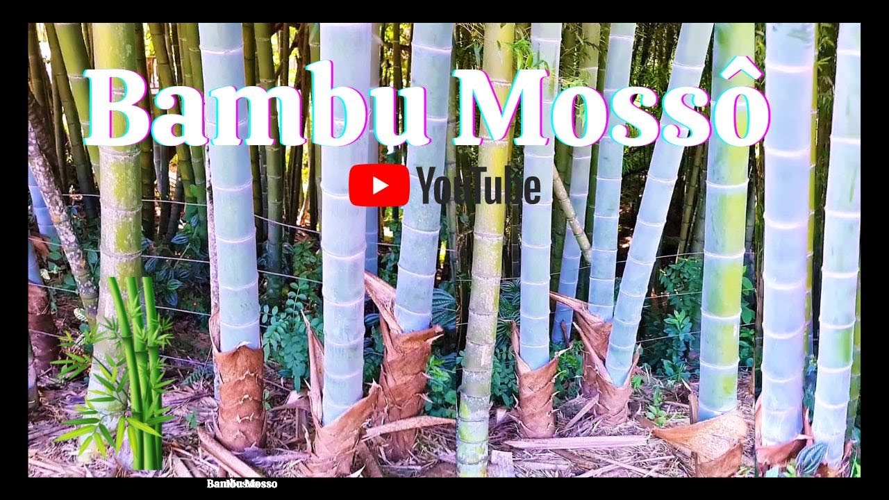 Como plantar bambu Mossô (Phyllostachys Edulis) - YouTube