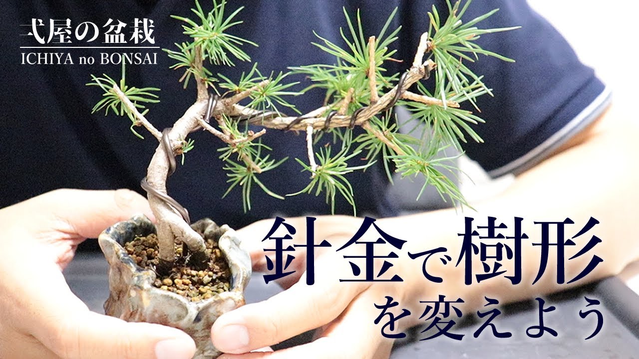 盆栽の樹形を針金で変えてみよう