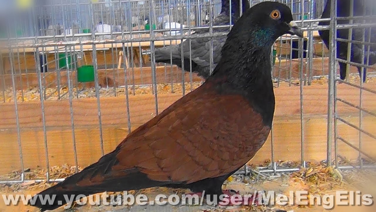 Pigeons Scarabées de Thuringe - Thüringer Goldkäfertaube - Thuringian Goldbeetle