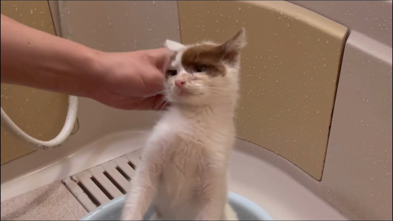 のら子猫を保護しました #ねこ #ほごねこ