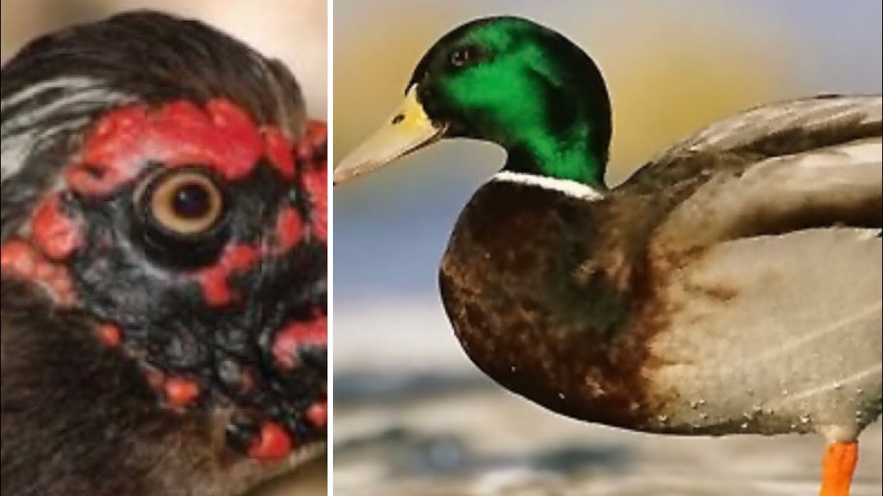 Harman  Ördek Gördünüz mü? Sadakatsiz Amerikan  ve Yeşilbaş Ördeğin Çiftleşmesinin Sonucu😳