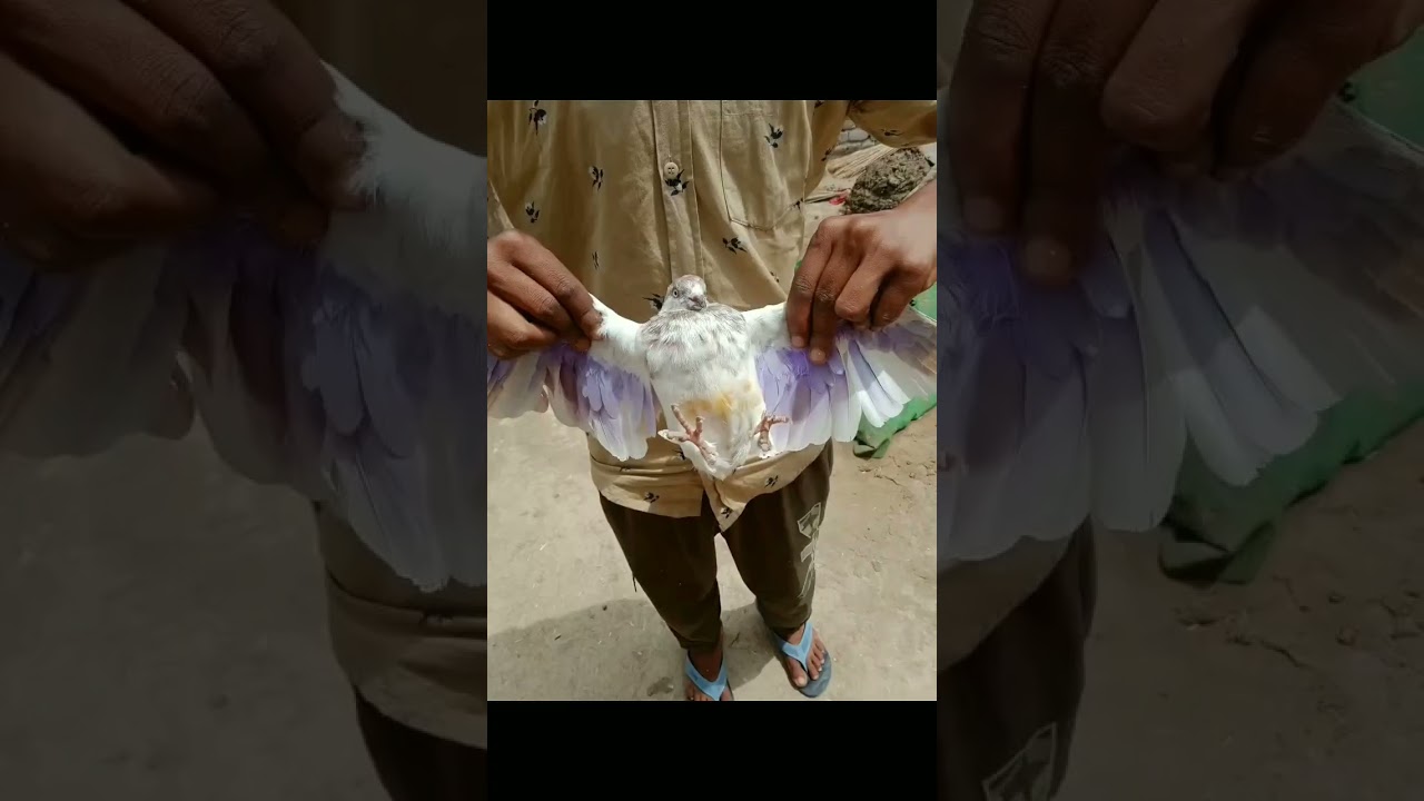 Aaj mohar wla  pakda #pakistankabootar