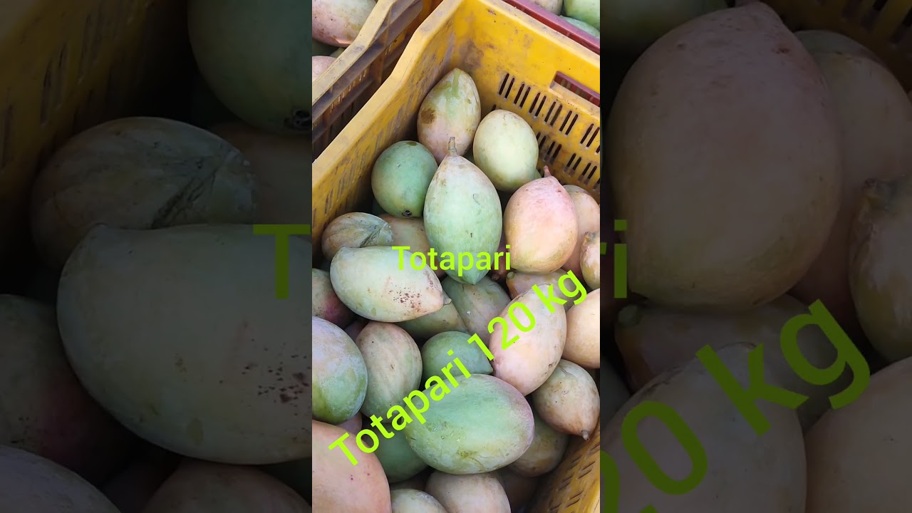 Mago price today #fruit#dailyupdates #farming #farmer #market #mango #hydrabadmarket
