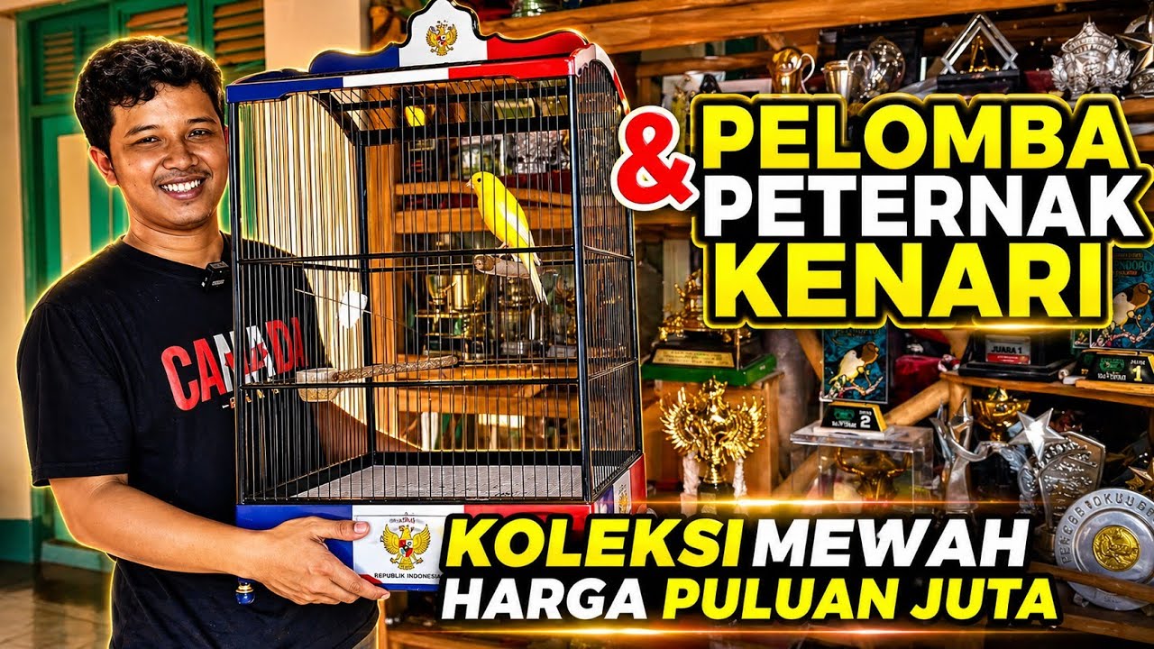PETERNAK KENARI‼️Dan PELOMBA KENARI handal dari KLATEN...