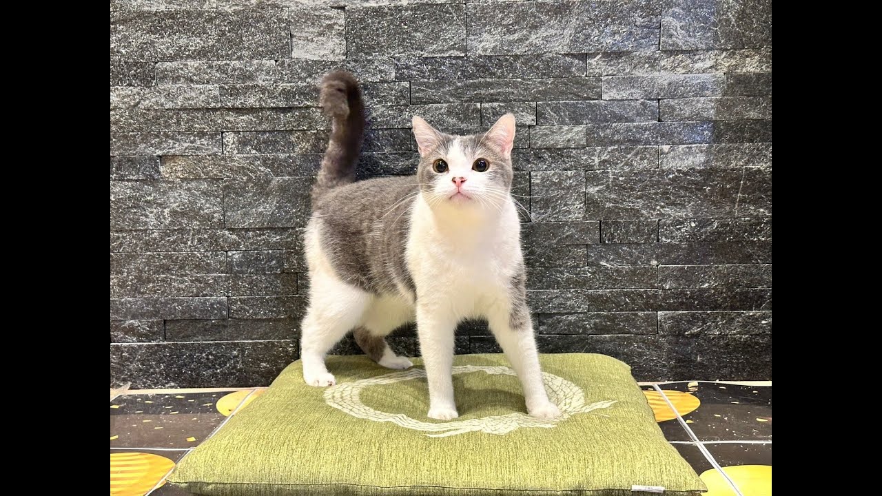 【こはだカメラ】猫視点で見る　BAKENEMKO CAFE　【とろろ君と仲良くお遊びだにゃ！】