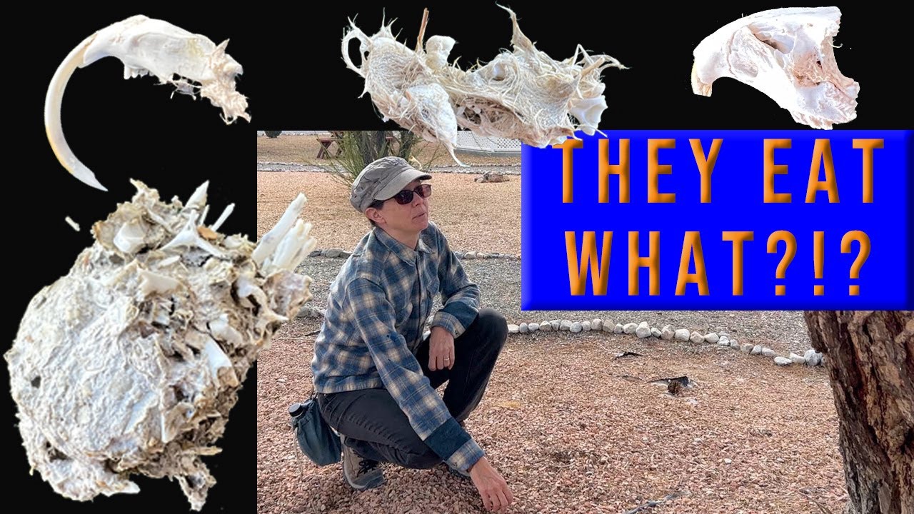 Gross! Analyzing OWL VOMIT to Learn What They Eat!